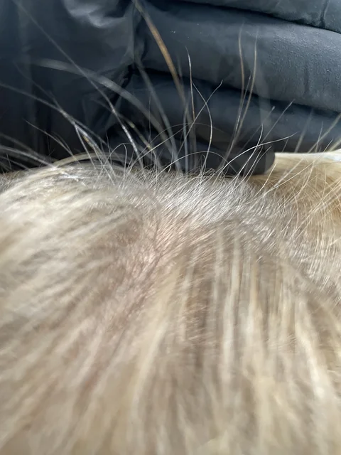 Skuteczny Odrost i Zagęszczanie Włosów Trycholog Bydgoszcz Milena - ul. Nowa 15, 86-119 Bydgoszcz, tel. 571 280 110